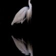 Aigrette garzette